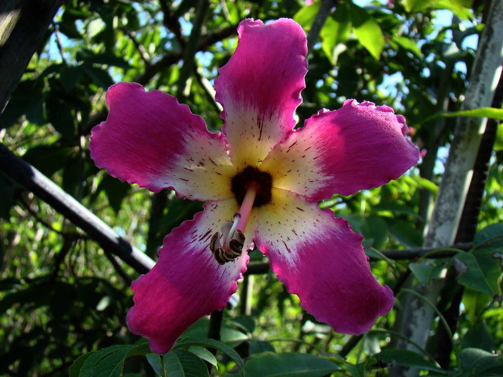 SILK FLOWERS MIAMI FLOWERS MIAMI APRIL SHOWERS BRING MAY FLOWER