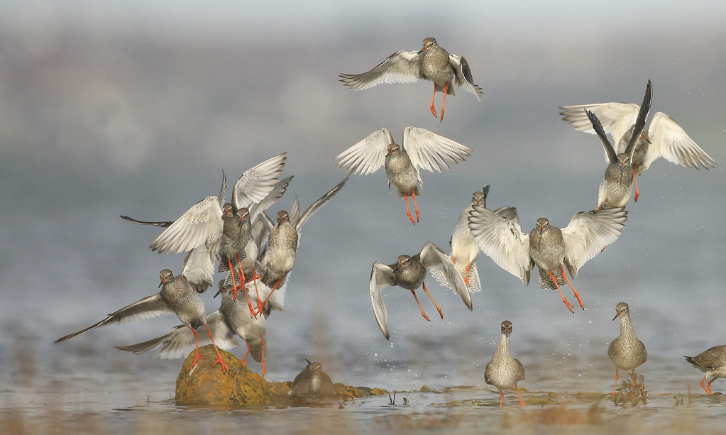 BIRD FLIGHT SUITS FLIGHT SUITS BIRD FLIGHT SUITS Blog.hr