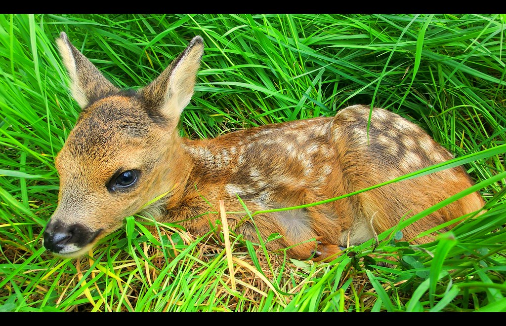 DEER BABIES DEER ASIANS BABIES