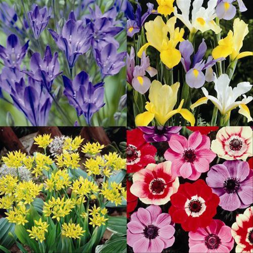FREE FLOWER BULBS. FLOWER BULBS ALTER FLORAL ARRANGEMENTS