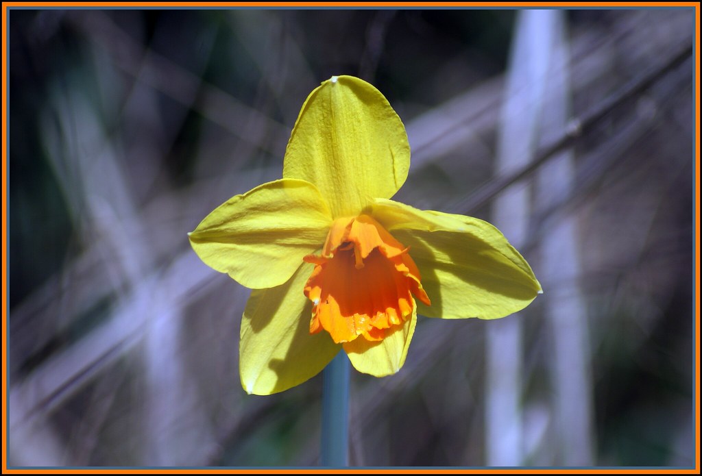 TYPES OF SPRING FLOWER. TYPES OF AUTUMN FLOWER BOUQUET