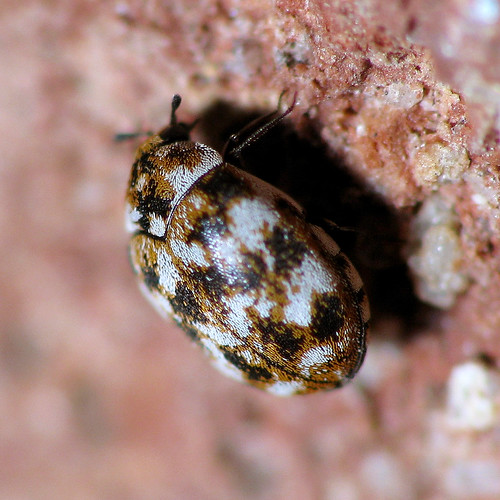 CARPET BEETLES TREATMENT. CARPET BEETLES BIRMINGHAM CARPET STORE