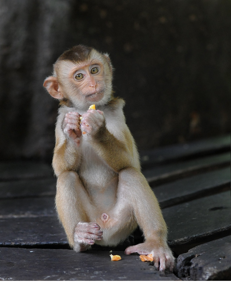 MONKEYS WRENCH. WRENCH 1 4 HEX SCREWDRIVER