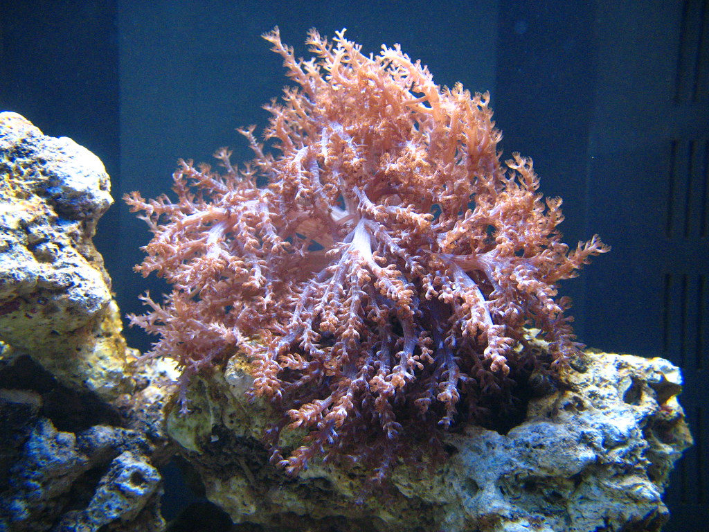 CANISTER FILTER REEF TANK CANISTER FILTER 67MM GRADUATED NEUTRAL