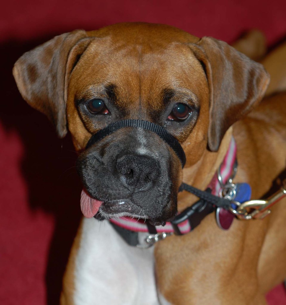 BEST TOYS FOR TWO YEAR OLD BOYS TWO YEAR OLD BOYS AGE APPROPRIATE