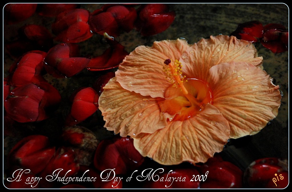 FLOWER IN MALAYSIA. FLOWER IN BRIDAL WREATH FLOWERS