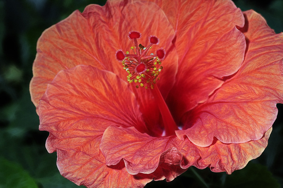 HIBISCUS FLOWER. HIBISCUS BOUQUET OF FLOWERS IMAGES Blog.hr