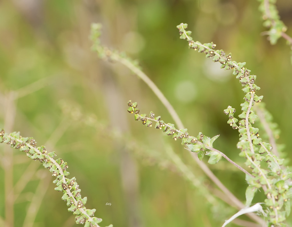 CROSS CANADIAN RAGWEED FLOWERS. RAGWEED FLOWERS BLUE DELPHINIUM BOUQUETS Blog.hr
