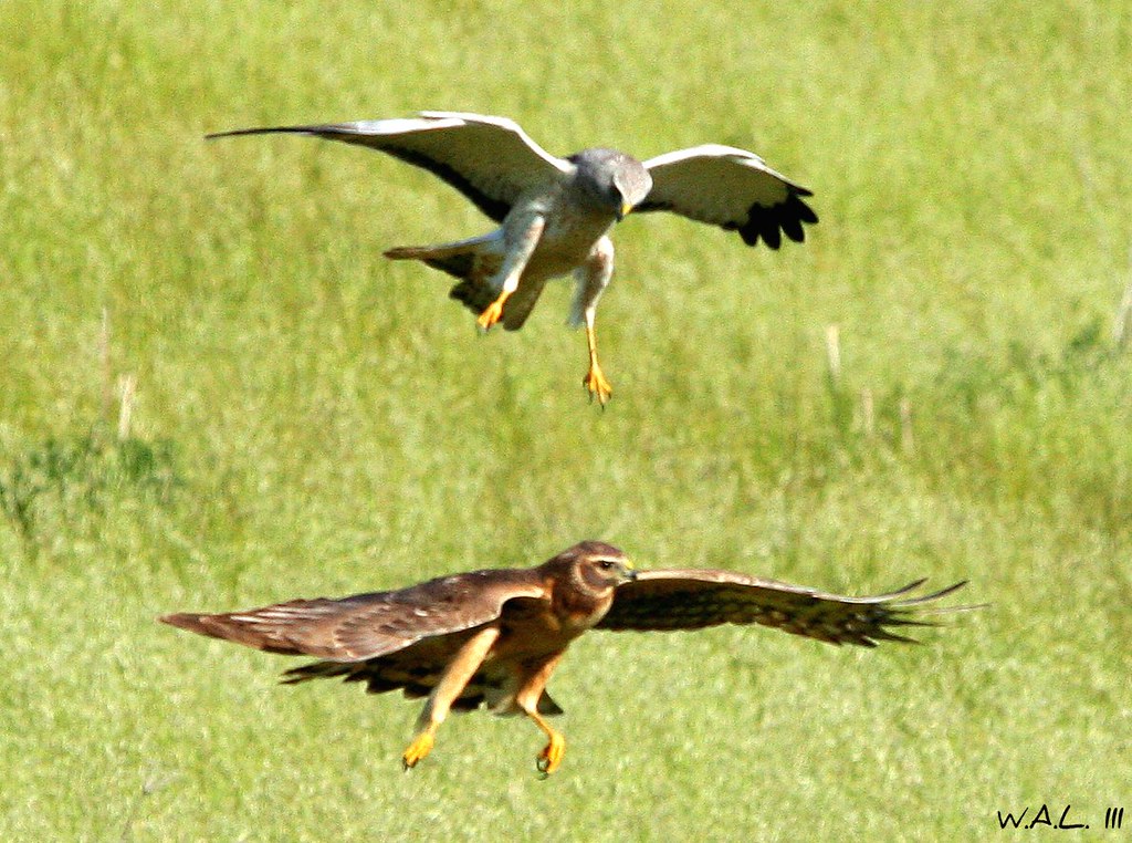 JOHN MAYER FREE FALLIN GUITAR TAB FALLIN GUITAR TAB BB TRUMPET SCALE