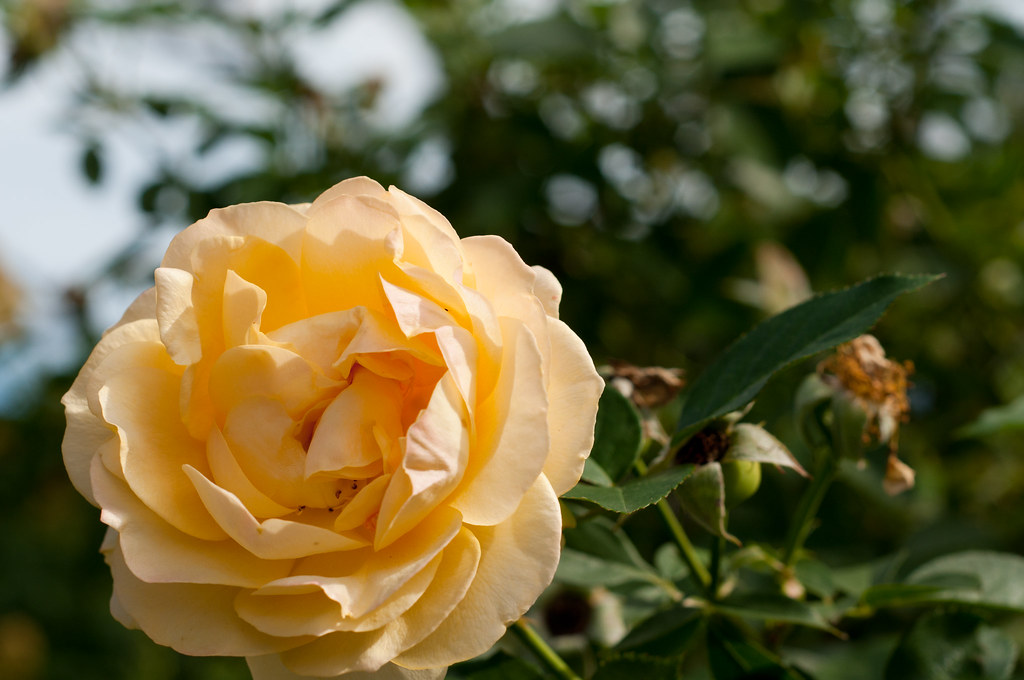 WHOLESALE FLORIST DALLAS. FLORIST DALLAS BLACK FLORAL QUILT Blog.hr