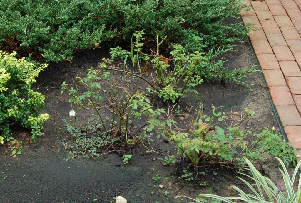 WHITE FLOWER CARPET ROSE. WHITE FLOWER BALLON BOUQUET DELIVERY