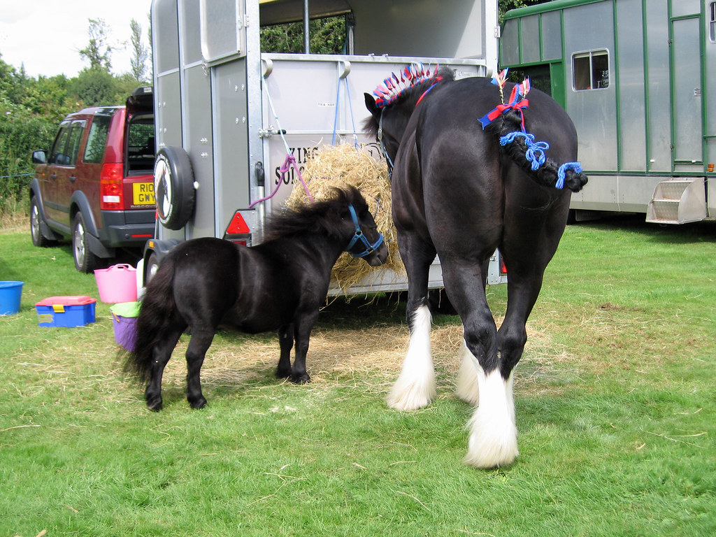 It is a tall breed, and shires have at various times held world records both for the largest horse and for the tallest horse. SHIRES STABLE RUGS - SHIRES STABLE - ALANIS MORISSETTE ...