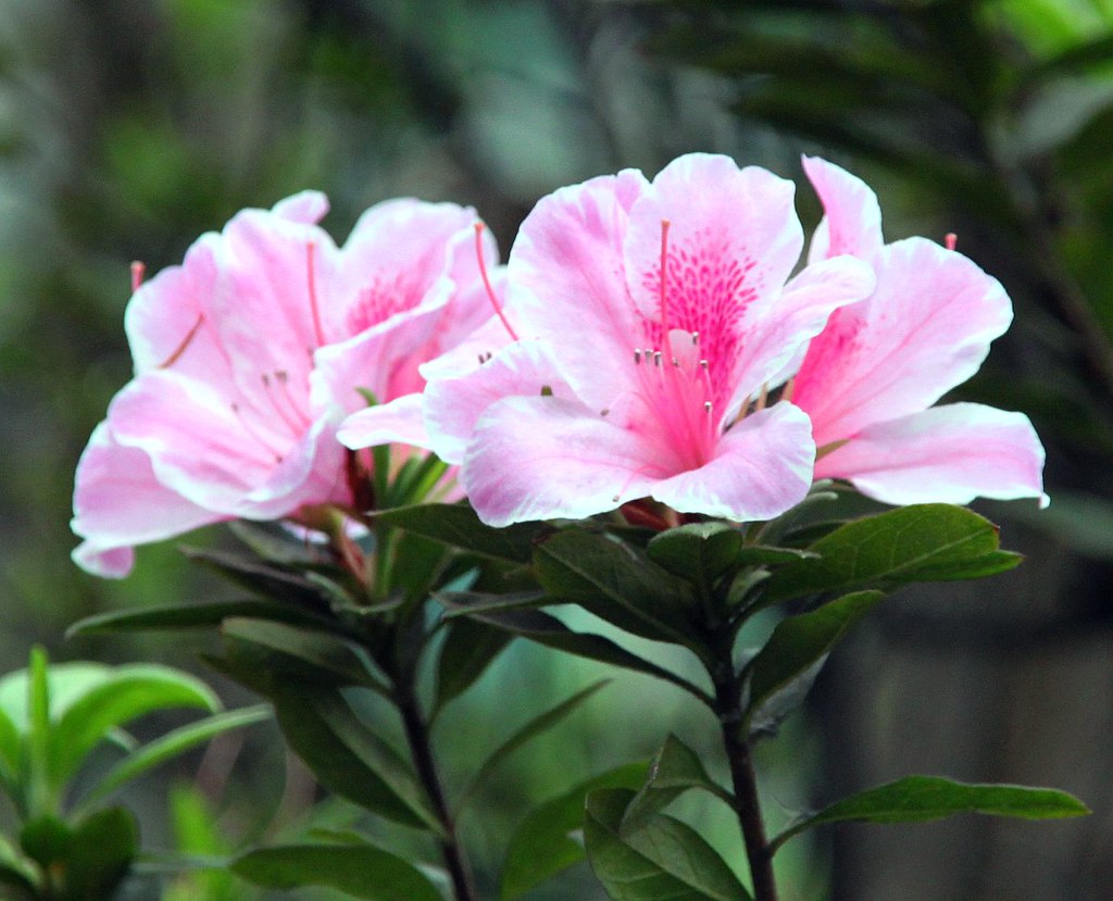 30TH WEDDING ANNIVERSARY FLOWERS