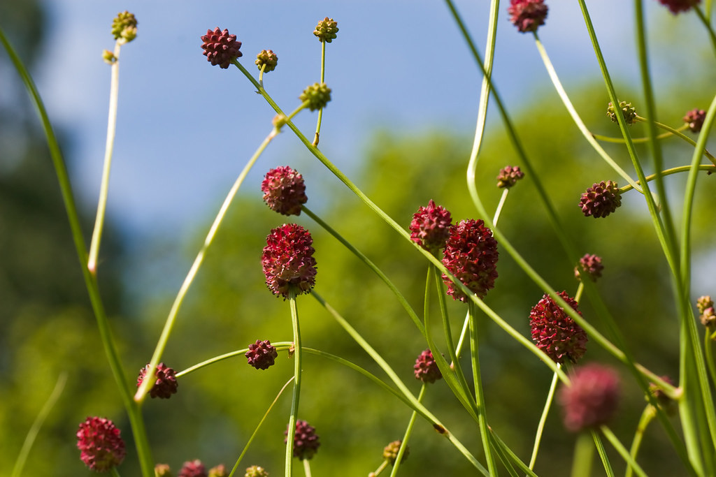 DISCONTINUED PIMPERNEL PLACEMATS PIMPERNEL PLACEMATS AFRICAN PLACEMATS