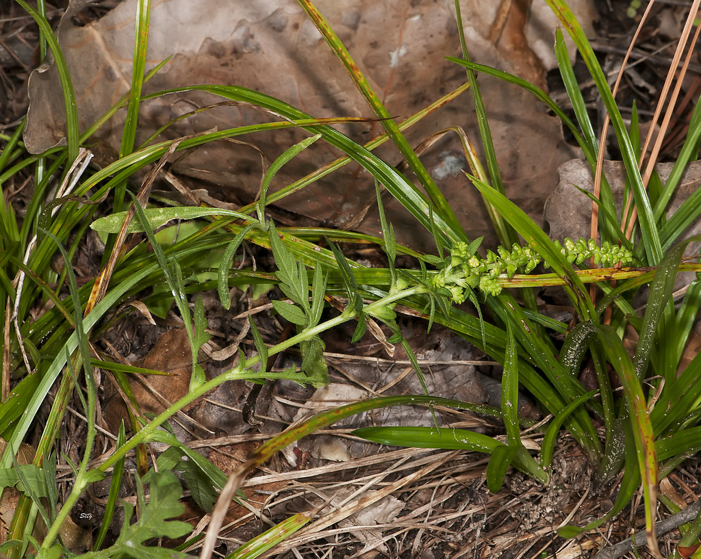 CROSS CANADIAN RAGWEED FLOWERS. RAGWEED FLOWERS BLUE DELPHINIUM