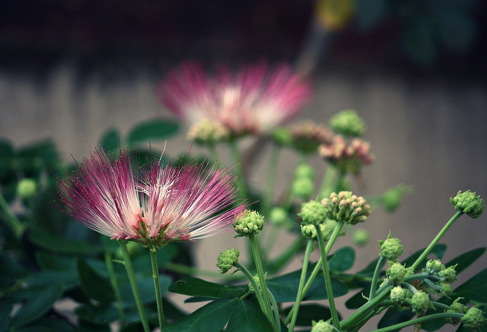 POWDER PUFF T SHIRT DESIGNS T SHIRT DESIGNS BACK PRINT T SHIRT