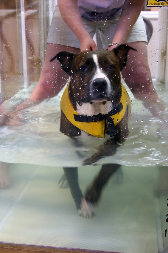 DOG WATER TREADMILL. DOG WATER BEACHSIDE HEALTH CLUB