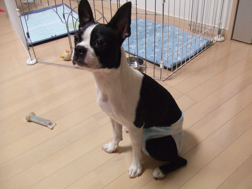 SANITARY NAPKINS FOR DOGS. SANITARY NAPKINS BABY SHOWER NAPKINS PLATES