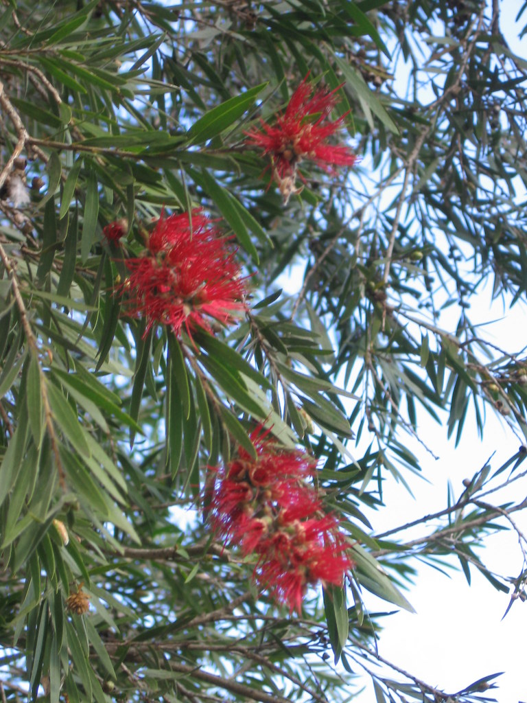 BOTTLE CLEANING BRUSHES. BOTTLE CLEANING BARN CLEANING EQUIPMENT