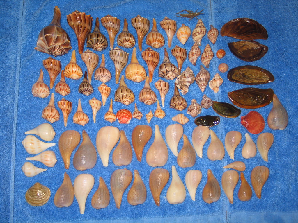 MUSCLE CAR SHELLS FOR SALE SHELLS FOR SALE Muscle car shells for