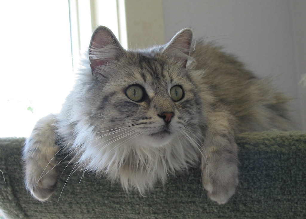SILVER TABBY CAT TABBY CAT 1921 SILVER DOLLAR PRICES
