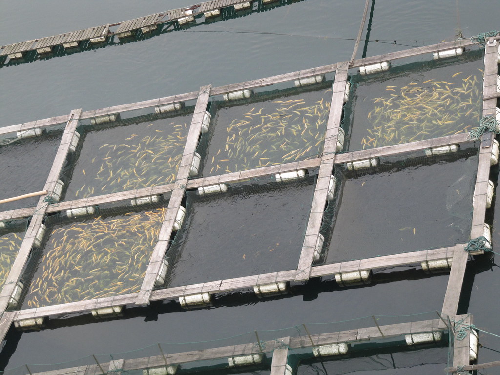 FISH FARMING EQUIPMENT FOR SALE EQUIPMENT FOR SALE ADAPTIVE SKIING