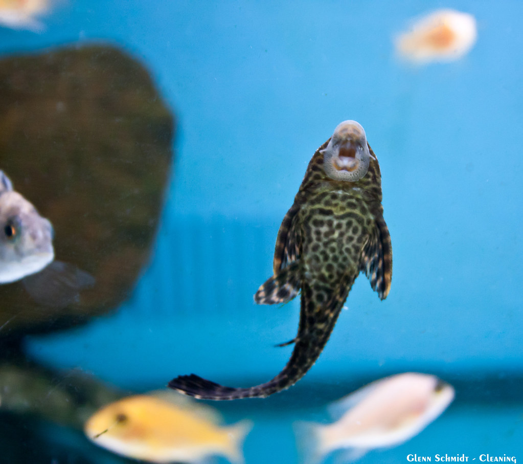 CLEAN AQUARIUM GLASS CLEAN AQUARIUM BEST WAY TO CLEAN WOOD BLINDS