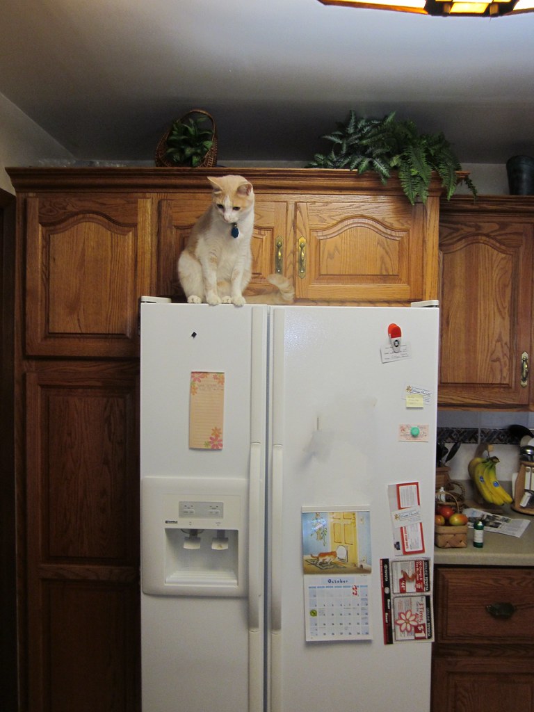 CLEARANCE FOR REFRIGERATOR FOR REFRIGERATOR CHEAP FRIDGE