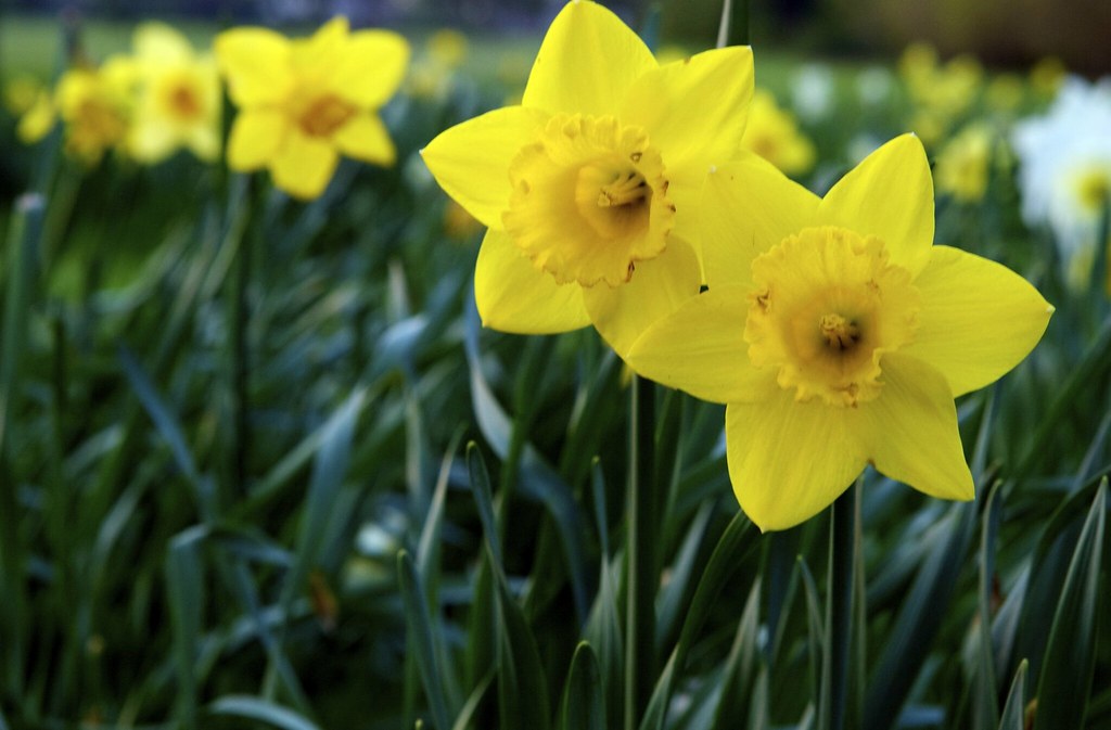 NAME OF SPRING FLOWERS SPRING FLOWERS BEAUTIFUL WEDDING FLOWERS