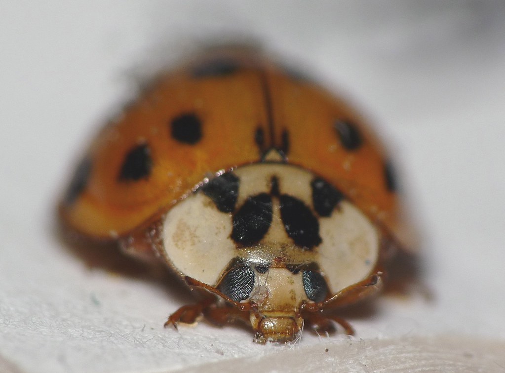 PANASONIC DIGITAL CAMERA LENS. CAMERA LENS 3 BEDROOM 2 BATHROOM FLOOR