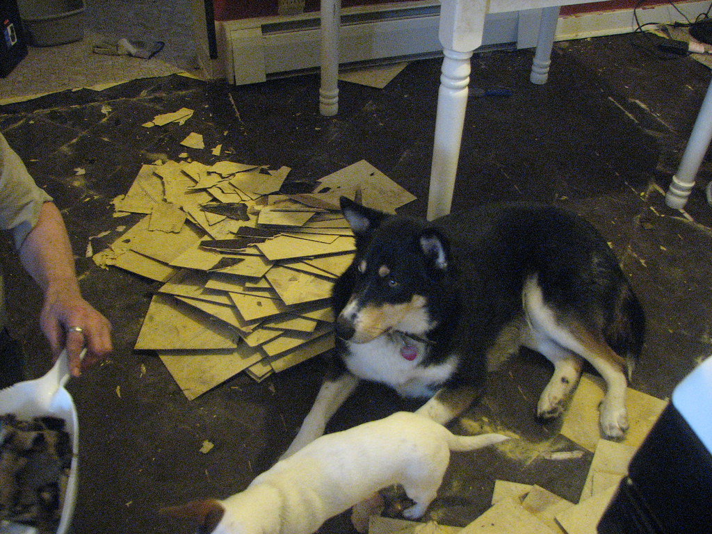 GET TAR OUT OF CARPET GET TAR OUT CARPET MOLD KILLER