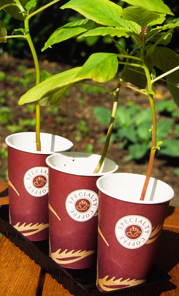 COFFEE POT CUPS COFFEE POT 2 OZ SHOT GLASSES