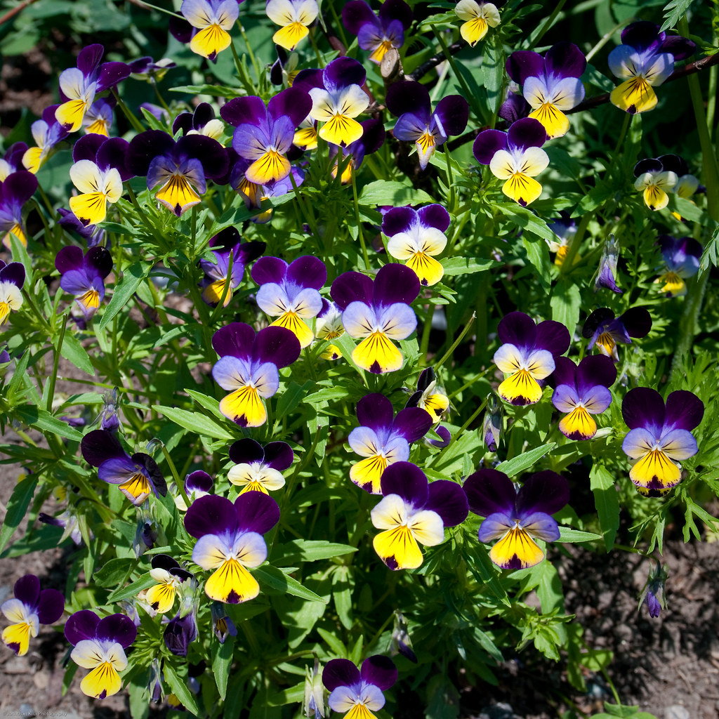 ONLINE FLOWER PURCHASE ONLINE FLOWER 3 PETAL FLOWER