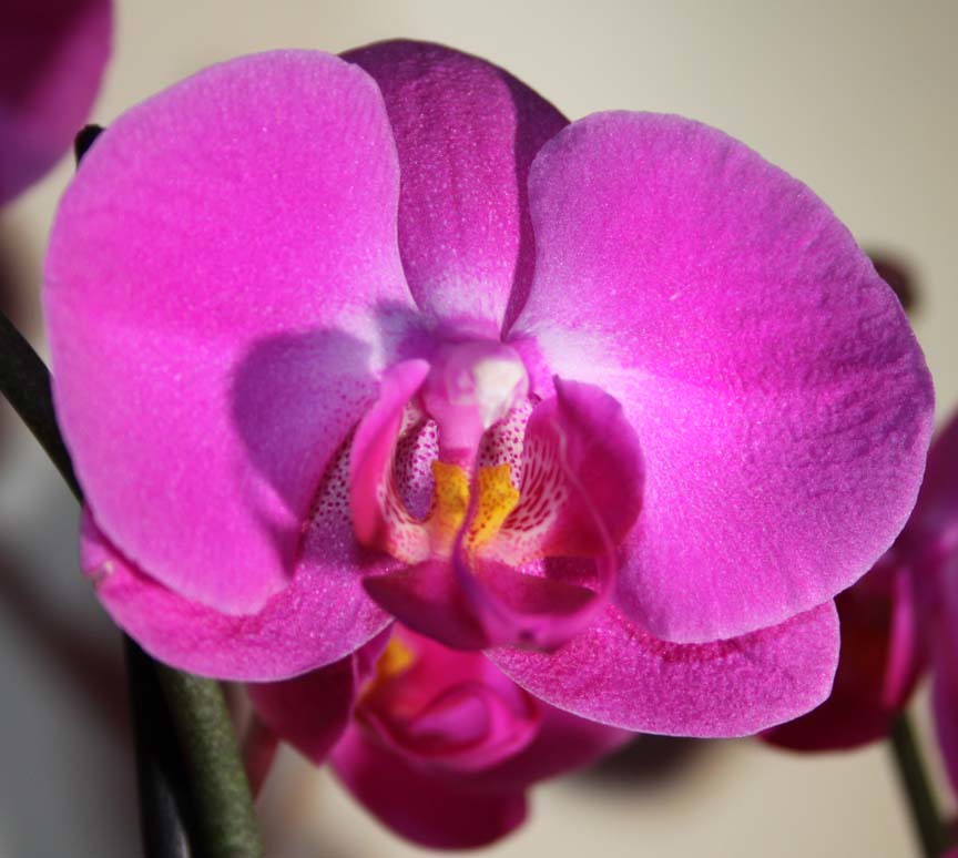 BUY ORCHID FLOWERS BUY ORCHID 3 PETAL FLOWER