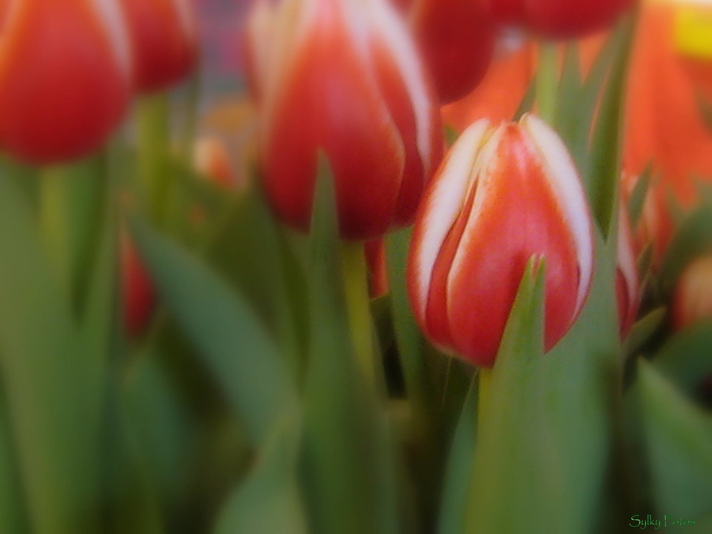 KROGER FLORISTS FLORISTS DRESS WITH FLOWERS