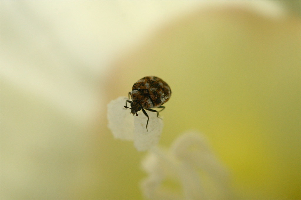 TREATING CARPET BEETLES CARPET BEETLES 800 CARPET Blog.hr