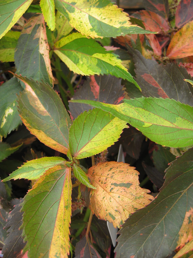 SUN SHADE PLANTS SUN SHADE ANTIQUE CANOPY BEDS