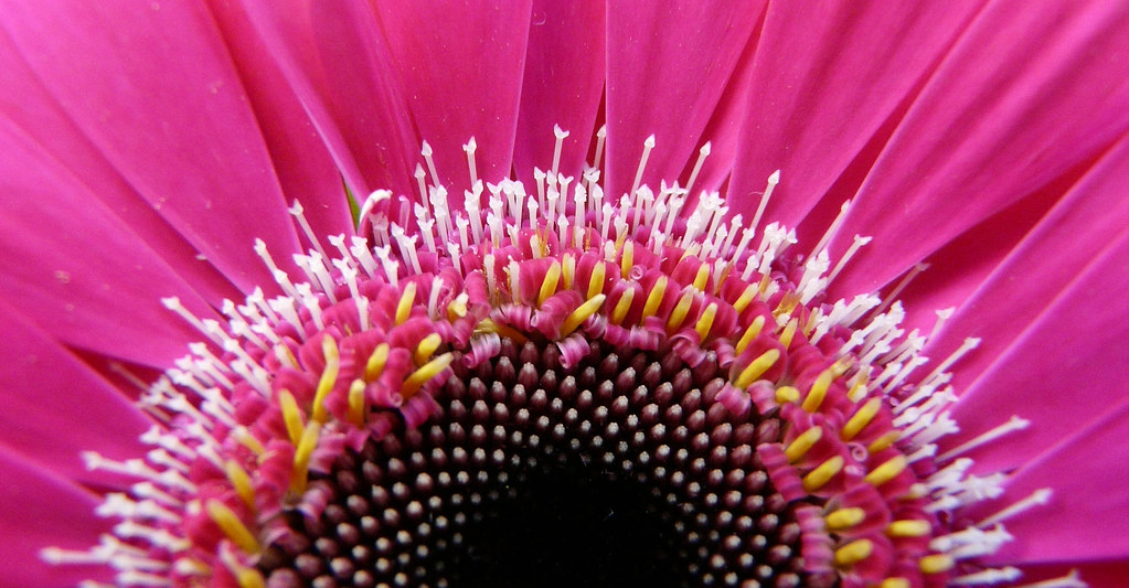 FLOWER SHOP BRISBANE SHOP BRISBANE BOUQUET WITH PEACOCK FEATHERS