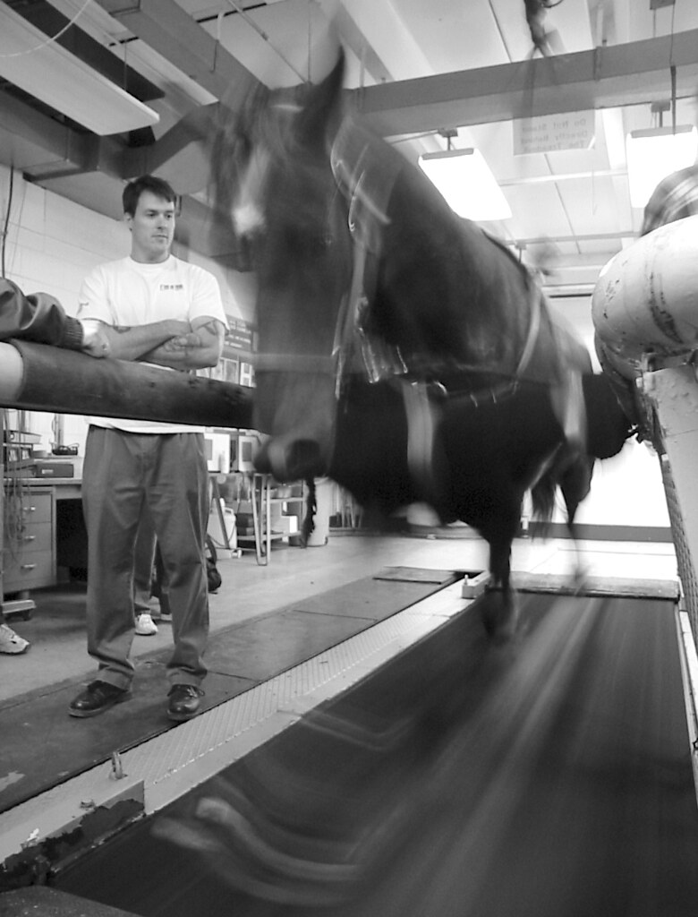 HORSE TREADMILLS TREADMILLS BUTT EXERCISE EQUIPMENT