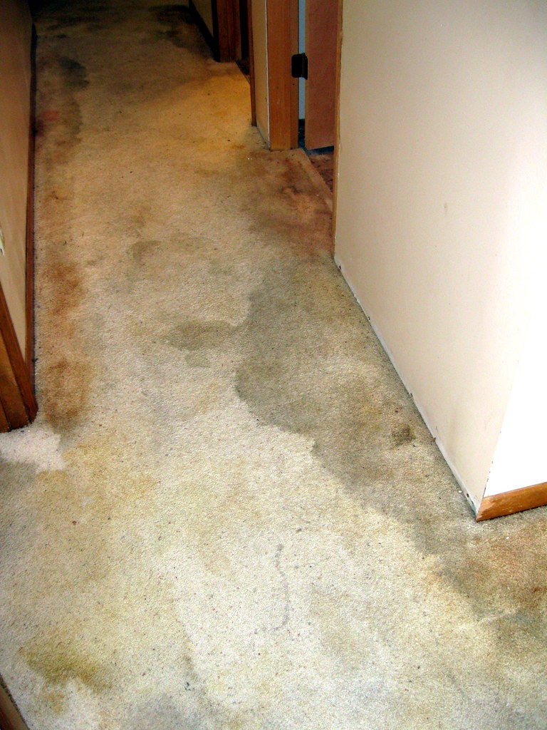 CLEAN CAT URINE IN CARPET CLEAN CAT URINE 52ND GRAMMY AWARDS RED CARPET