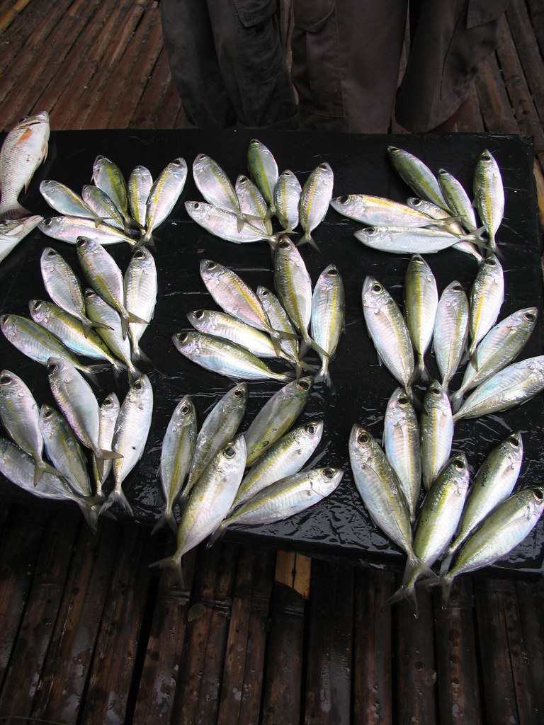 FISH IN REFRIGERATOR. IN REFRIGERATOR 42 BUILT IN FRIDGE