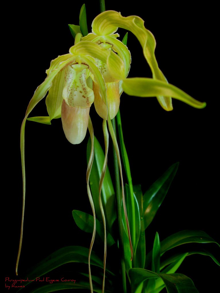 CONROY FLOWERS CONROY BLUE DIAMOND FLOWER RING