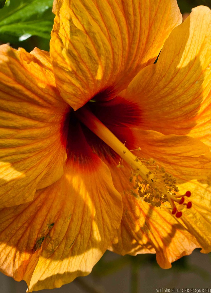 ORANGE HIBISCUS FLOWERS. HIBISCUS FLOWERS BIG ARTIFICIAL FLOWERS
