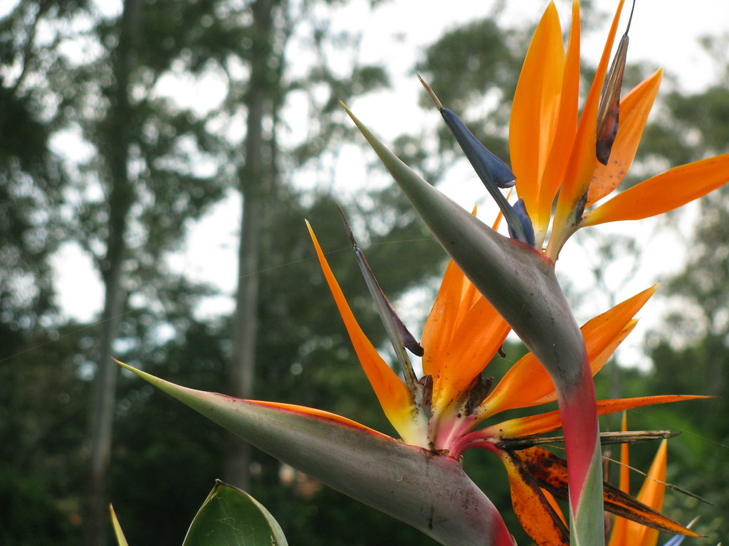 BIRD OF PARADISE FLOWER FACTS. BIRD OF PARADISE APRIL SHOWERS BRING