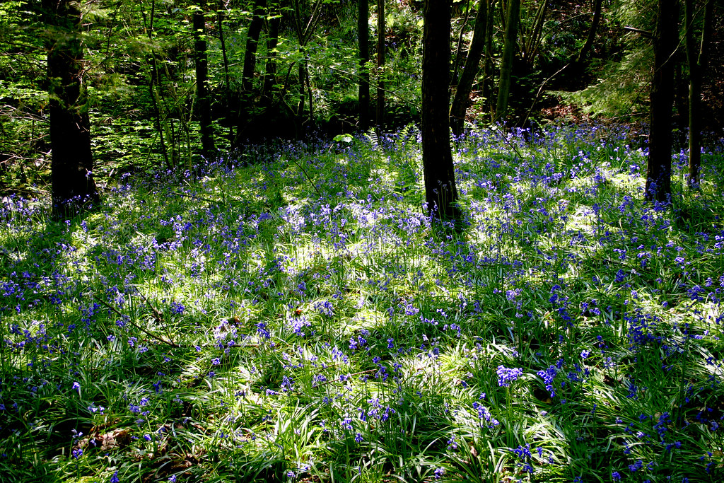 CARPET ONE BRAMPTON ONE BRAMPTON ABINGDON CARPETS UK