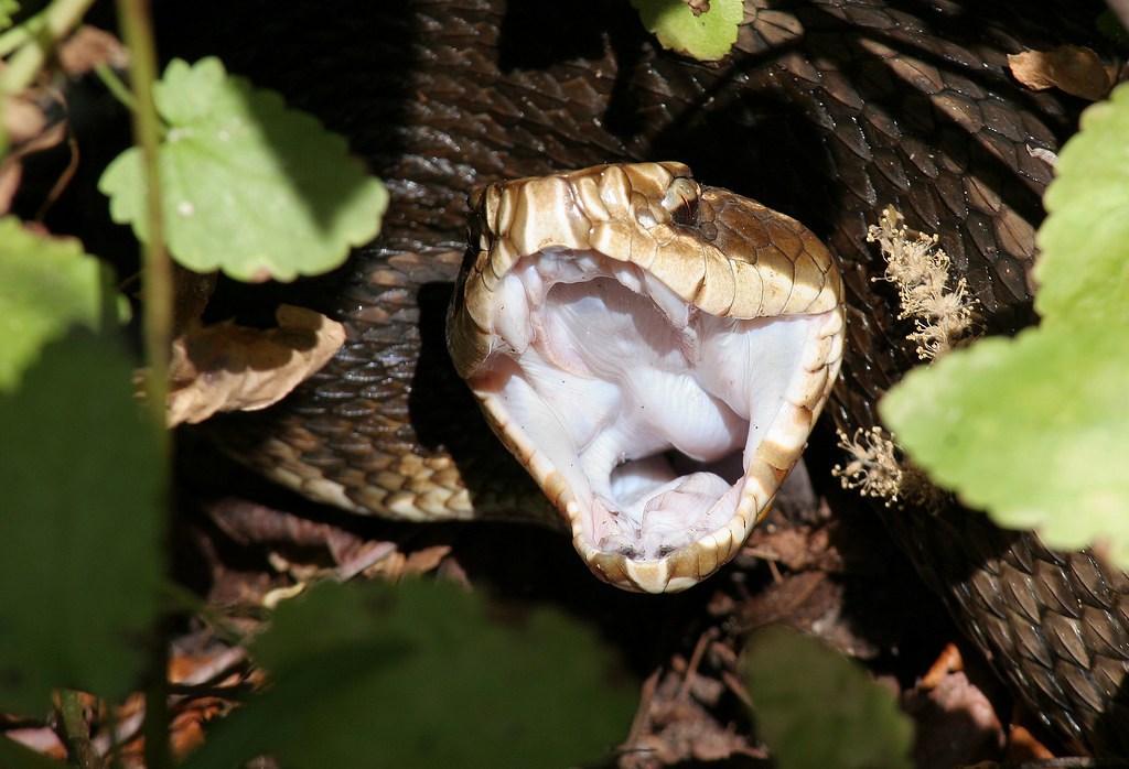 WATER MOCCASIN SNAKE FACTS. SNAKE FACTS BABY MOCCASIN SOCKS