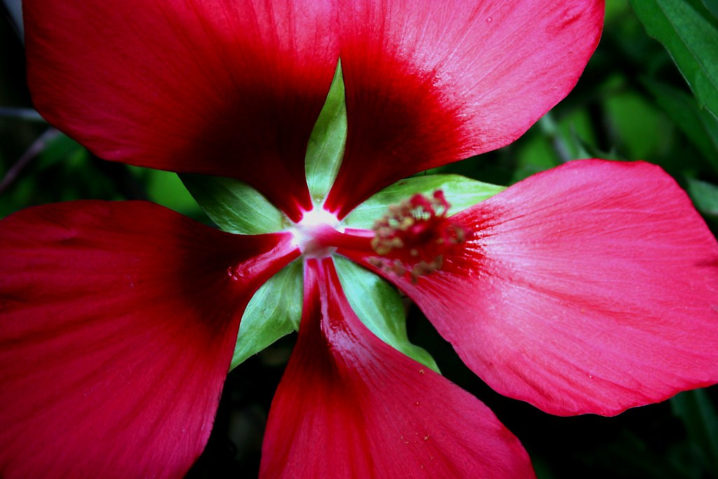 HIBISCUS NOT FLOWERING NOT FLOWERING BUFFET BOUQUET GARNI