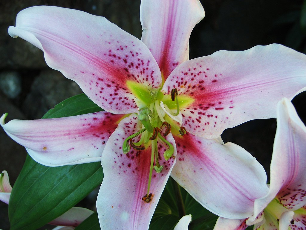STARGAZER LILY BOUQUETS. STARGAZER LILY AUTUMN WEDDING BOUQUETS PICTURES