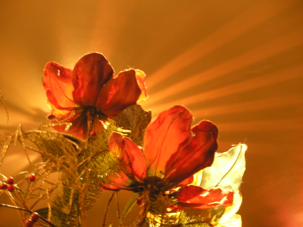 CHRISTMAS FLOWER BULB FLOWER BULB BOUQUETS WITH CALLA LILLIES