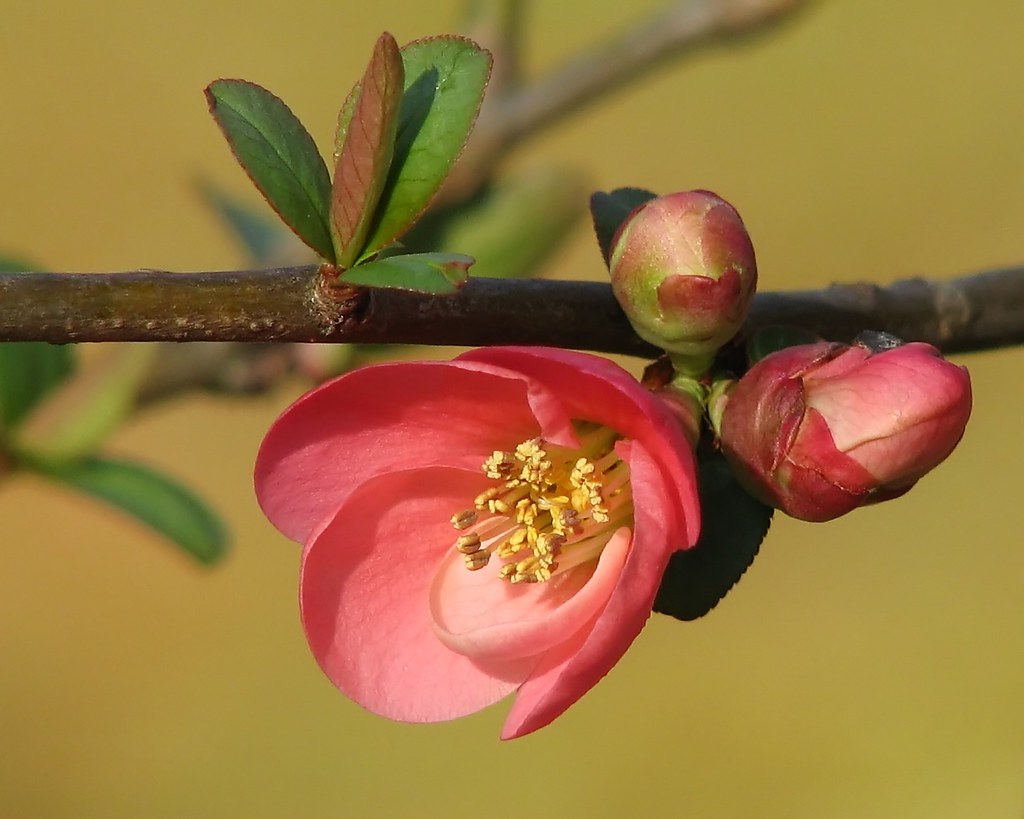 FREE ONLINE FLOWER GAMES. FREE ONLINE BIRTHDAY FLOWERS AND BALLOONS